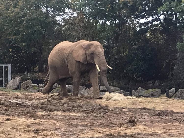 Colchester Zoo