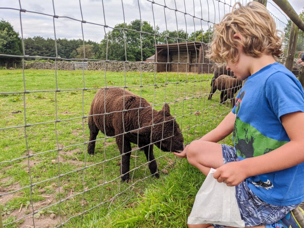 Matlock Farm Park - Where To Go With Kids - Derbyshire