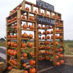 12 + Best Pumpkin Patches PYO in Yorkshire 2025