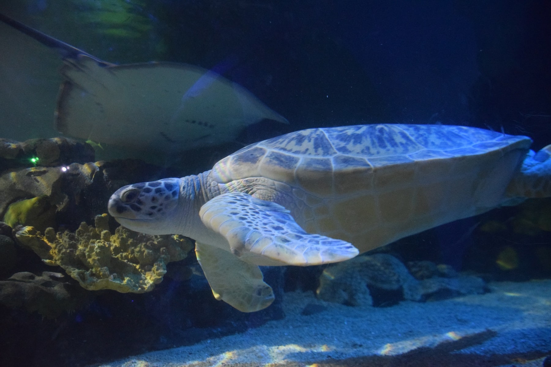 National Sea Life Centre Birmingham