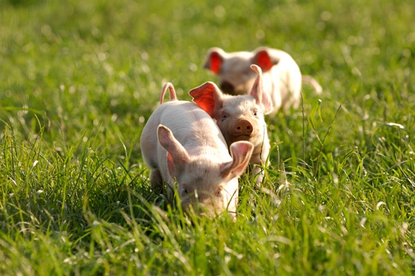 Trevaskis Farm