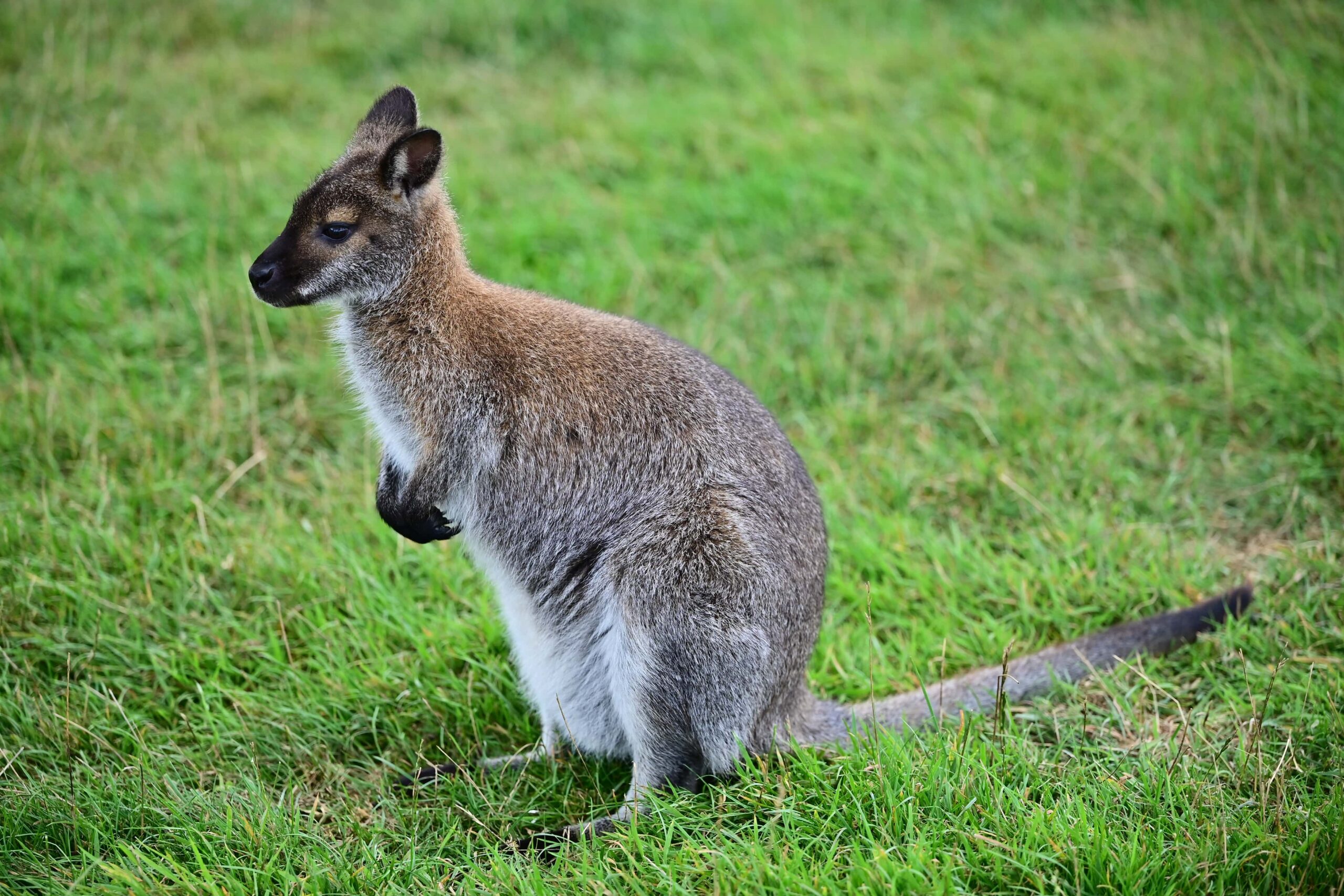 Jimmy's farm and Wildlife Park