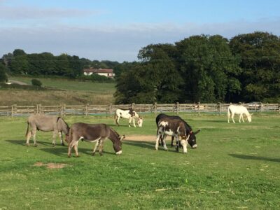 The Donkey Sanctuary