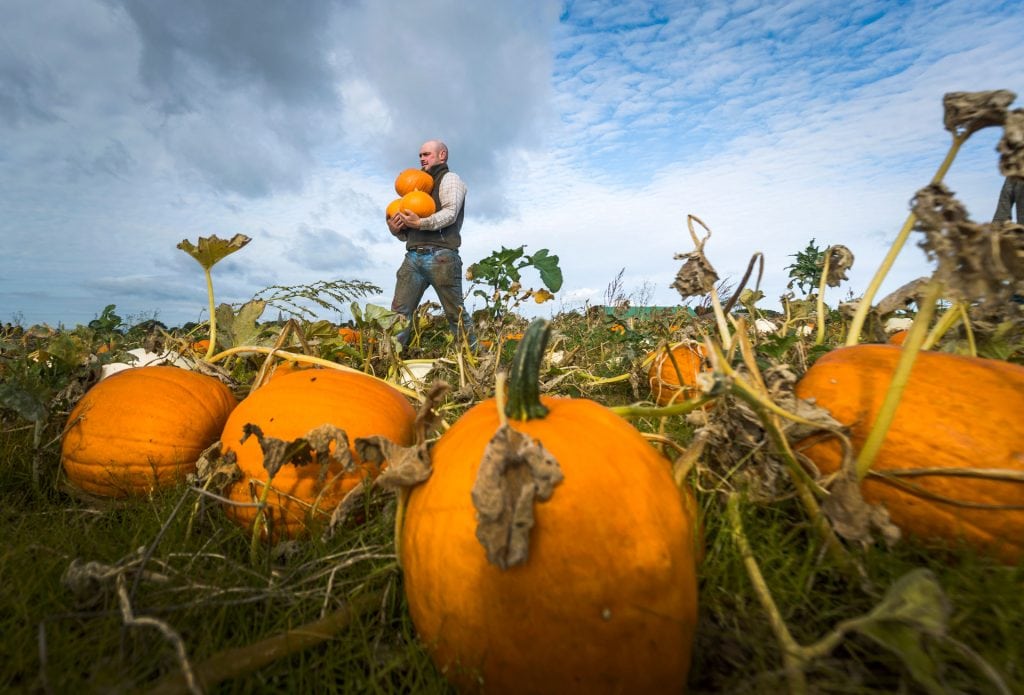 Spilmans Pumpkins 1024x695 1