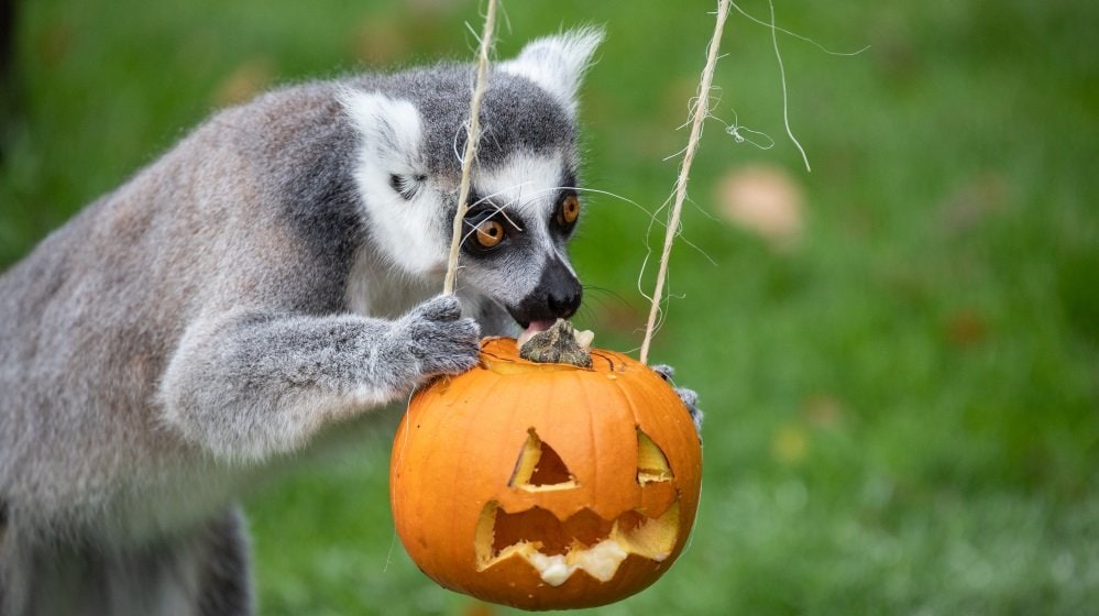 Best Halloween Events East of England 2020 | Things to do | East Anglia +