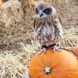 Best Halloween Events South West 2025 | Things to do Half-Term
