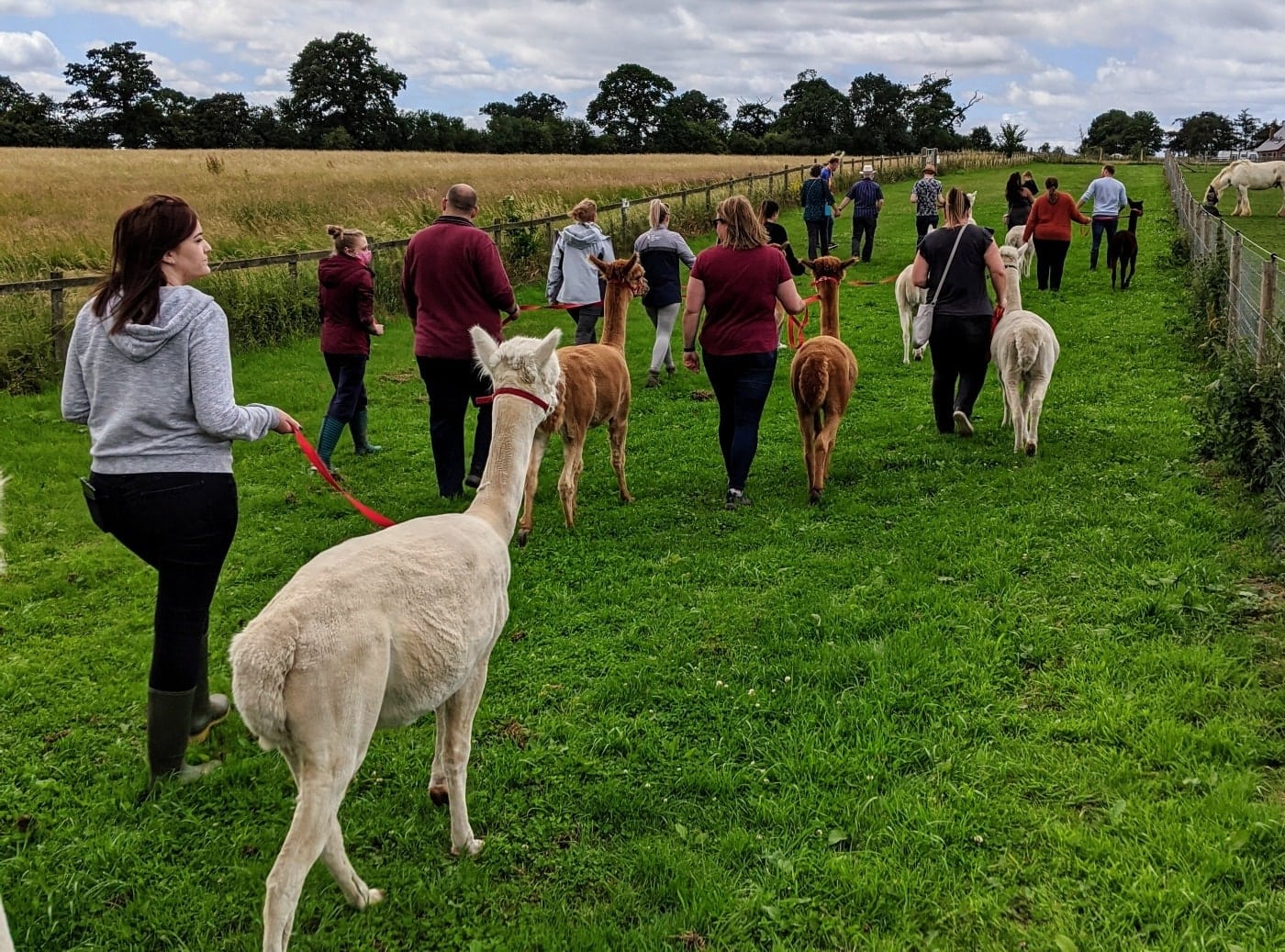 Abbotts View Alpacas