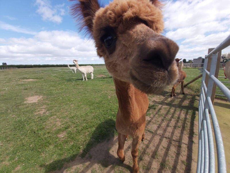 Abbotts View Alpacas