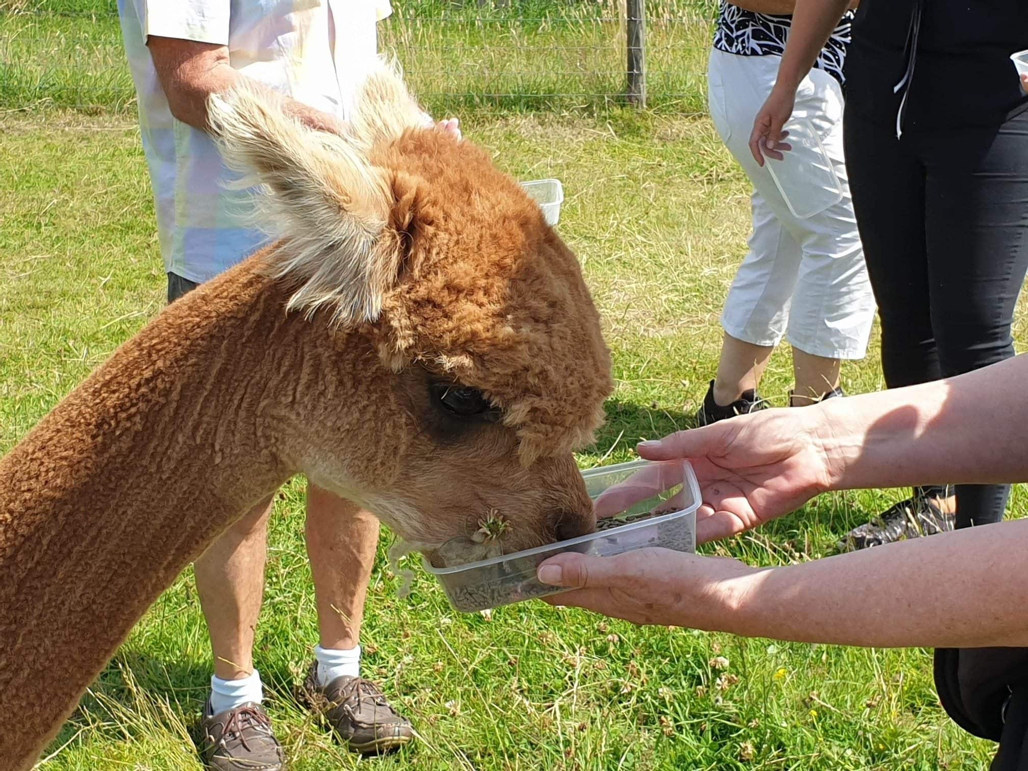 Abbotts View Alpacas