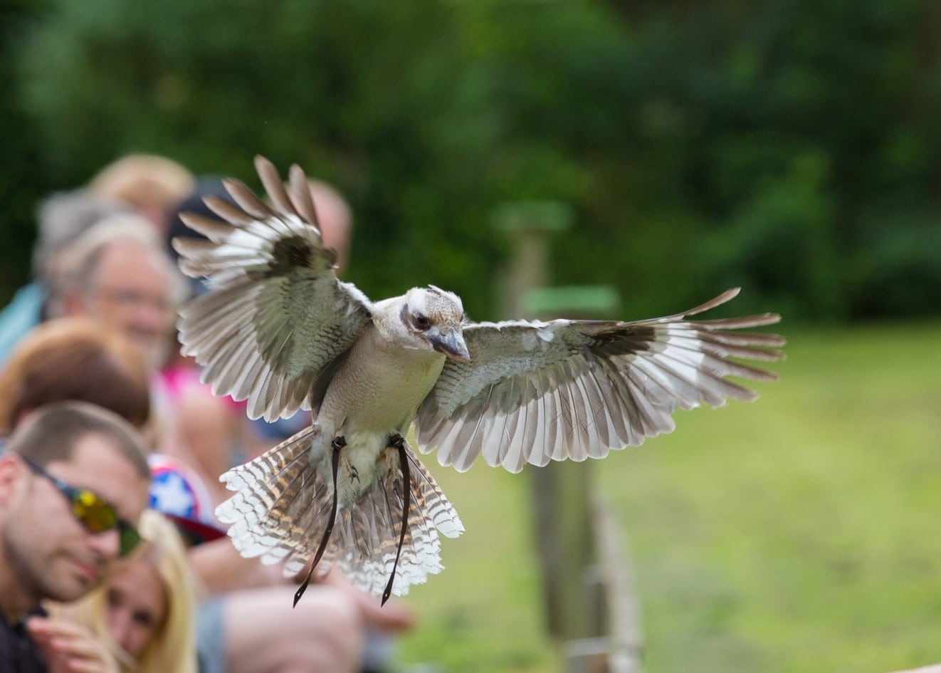 Baytree Owl and Wildlife Centre