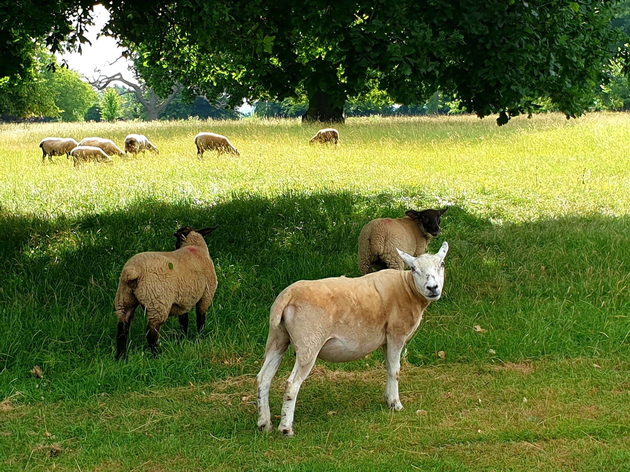 Moggerhanger Park