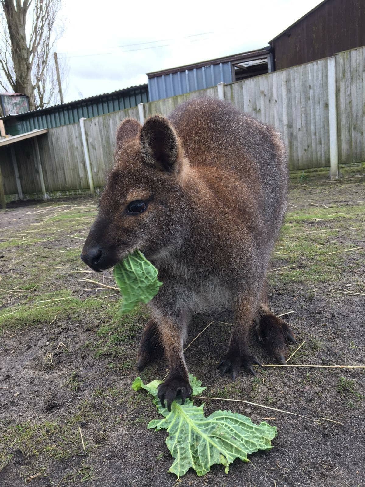 Messingham Zoo