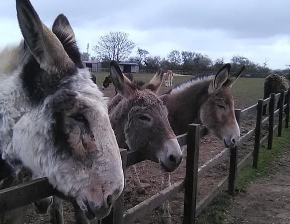 Radcliffe Donkey Sanctuary