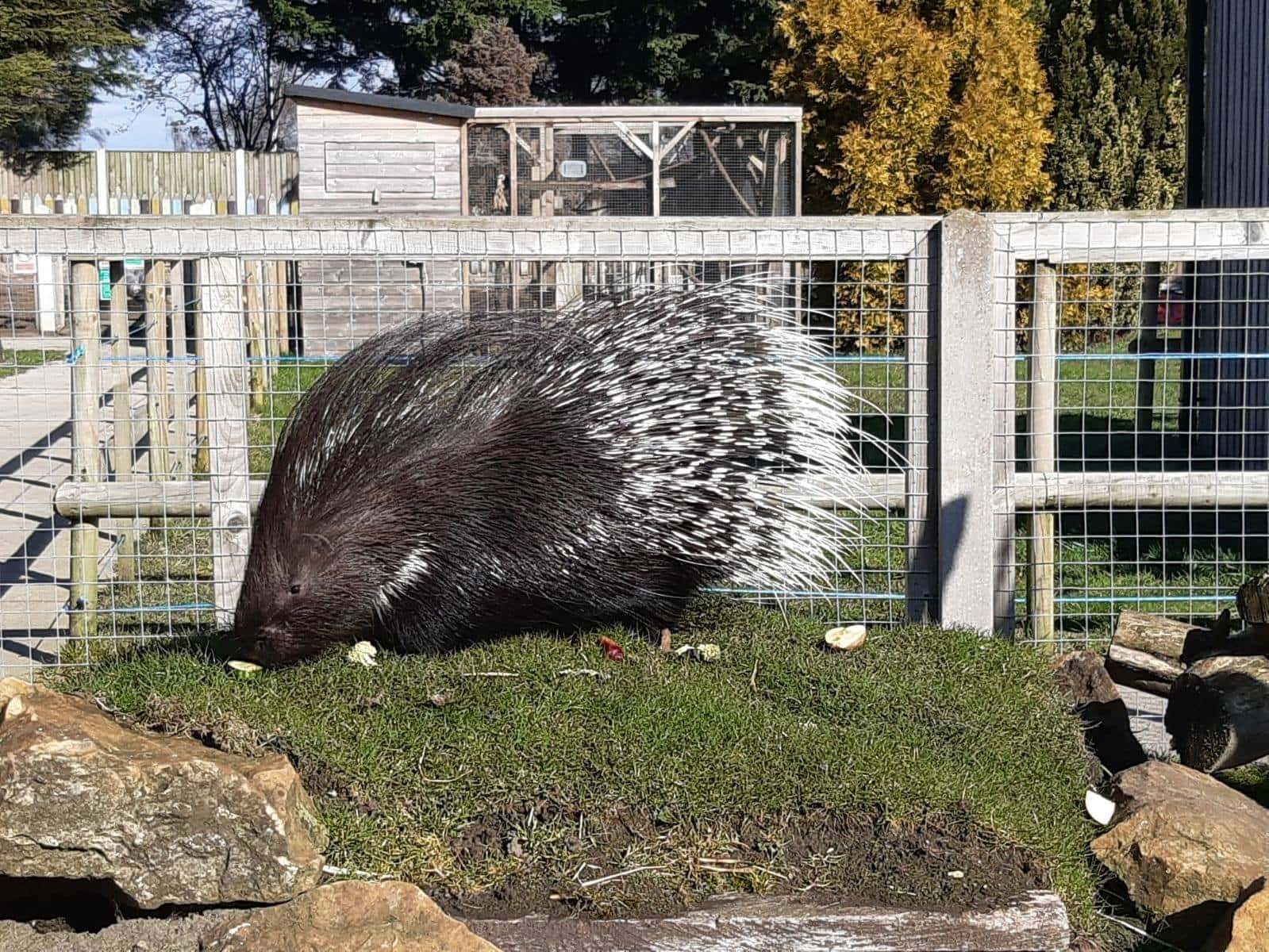 Messingham Zoo