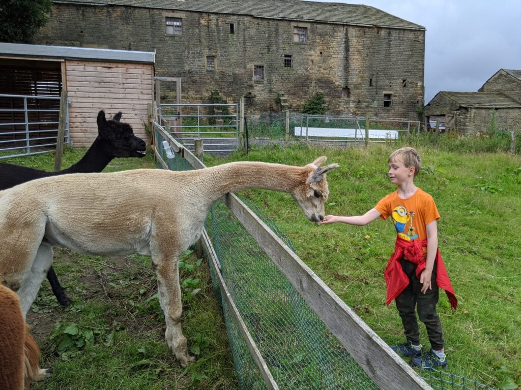 Posey Pacas Alpacas