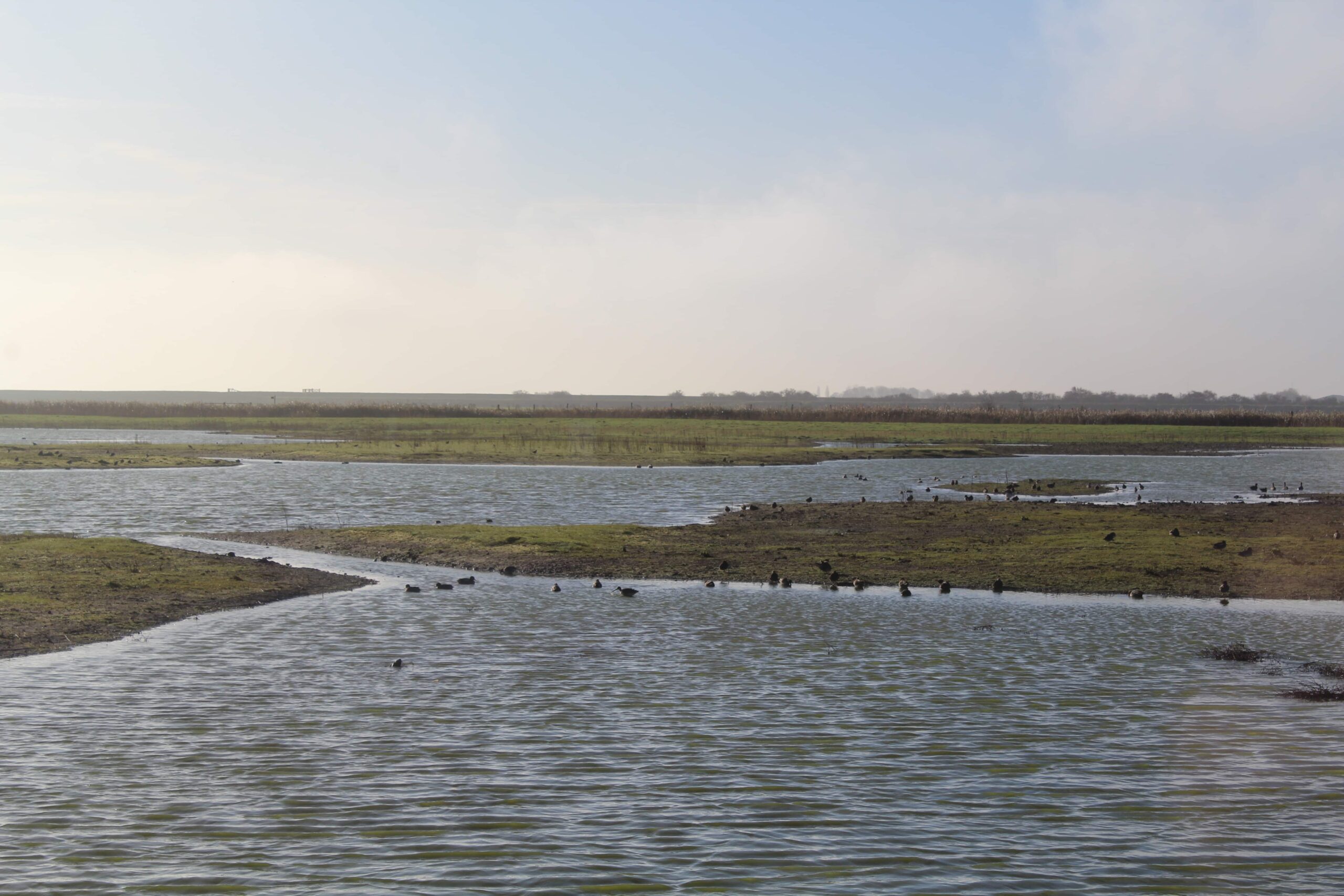 RSPB Frampton Marsh