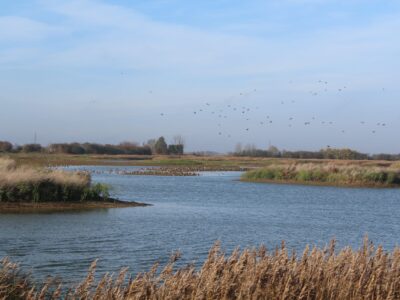 RSPB Frampton Marsh