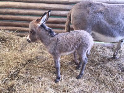 Newbridge Farm Park