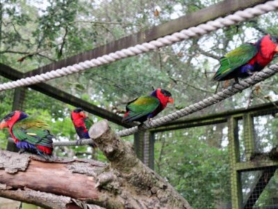 Lakeland Wildlife Oasis