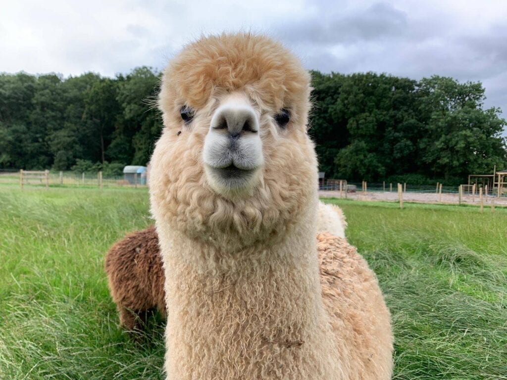 Bluebell Dairy Ice Cream Farm Where To Go With Kids Derbyshire