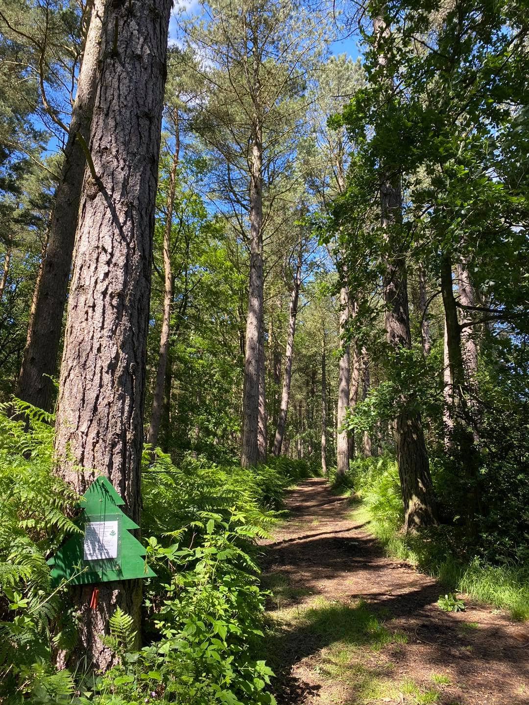 Broom House Farm Forest adventure