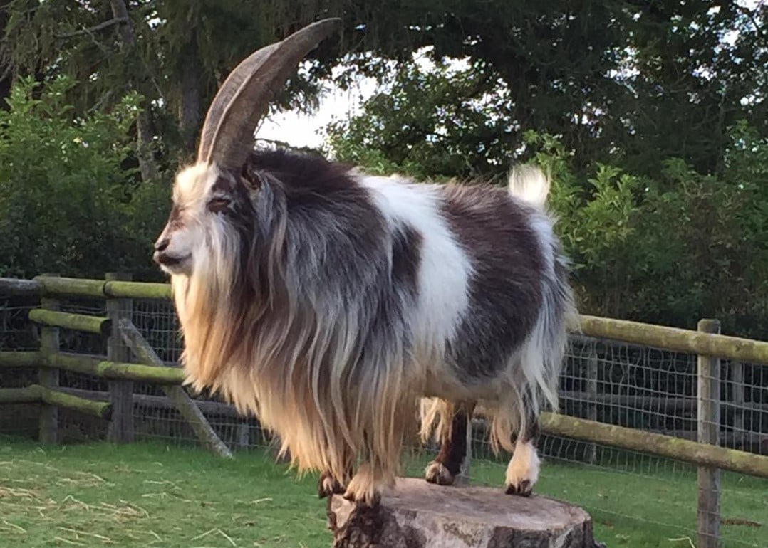 Small Breeds Farm Park and Owl Centre