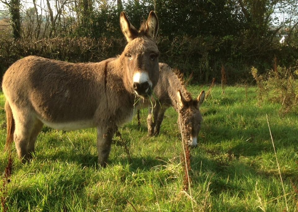 Tamar Valley Donkey Park