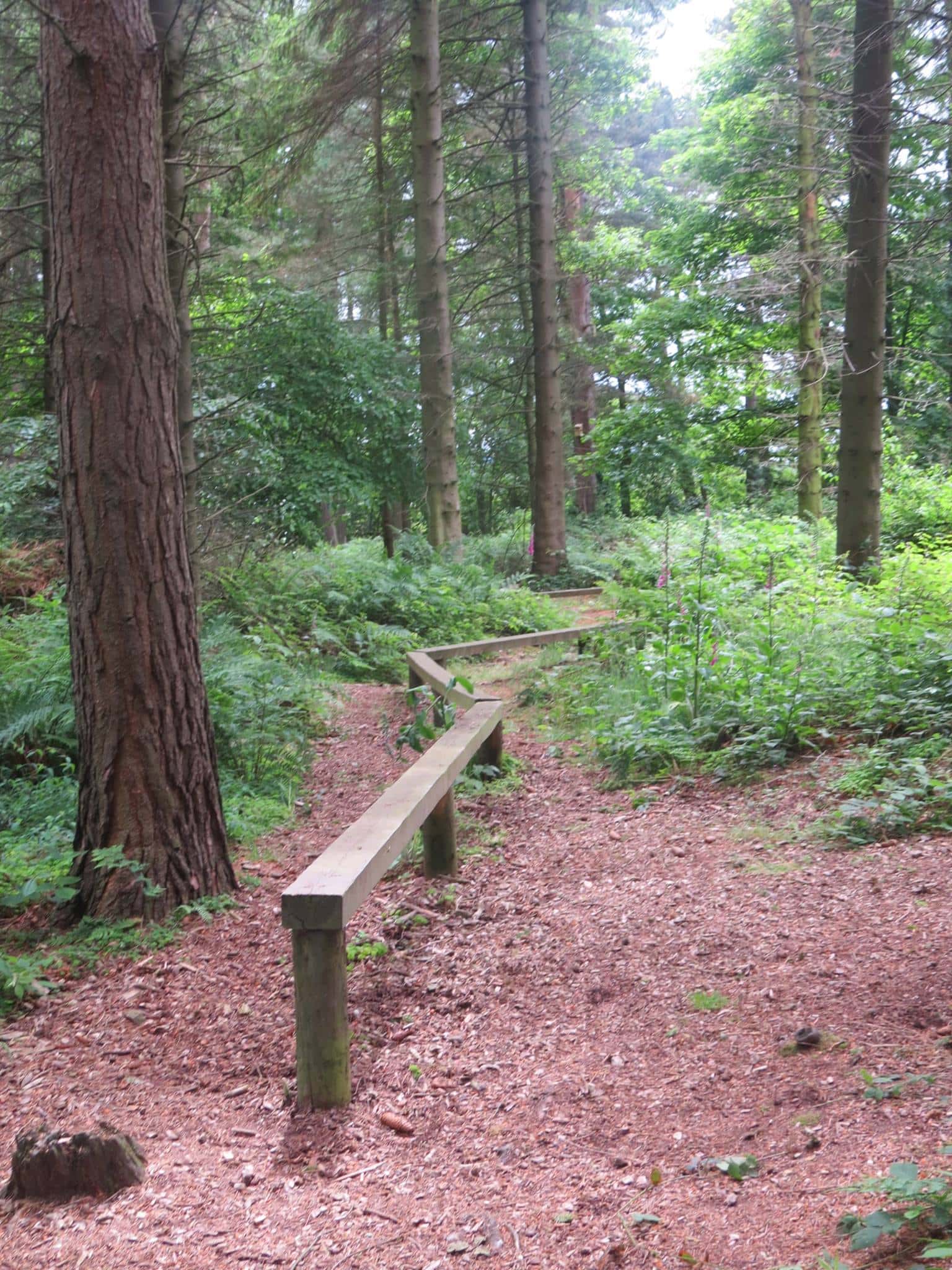 Broom House Farm Forest adventure