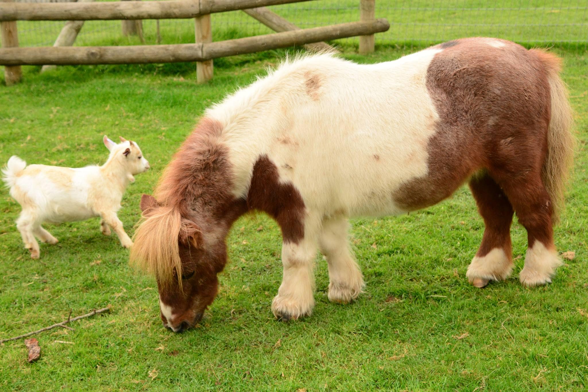 Small Breeds Farm Park and Owl Centre