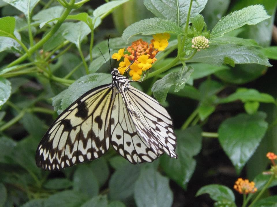 Wye Valley Butterfly Zoo