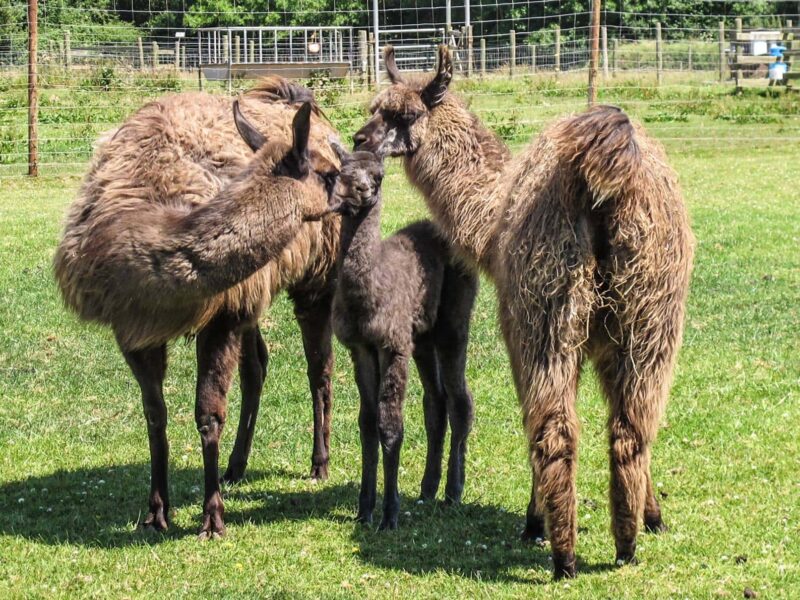 Dairyland Farm Park