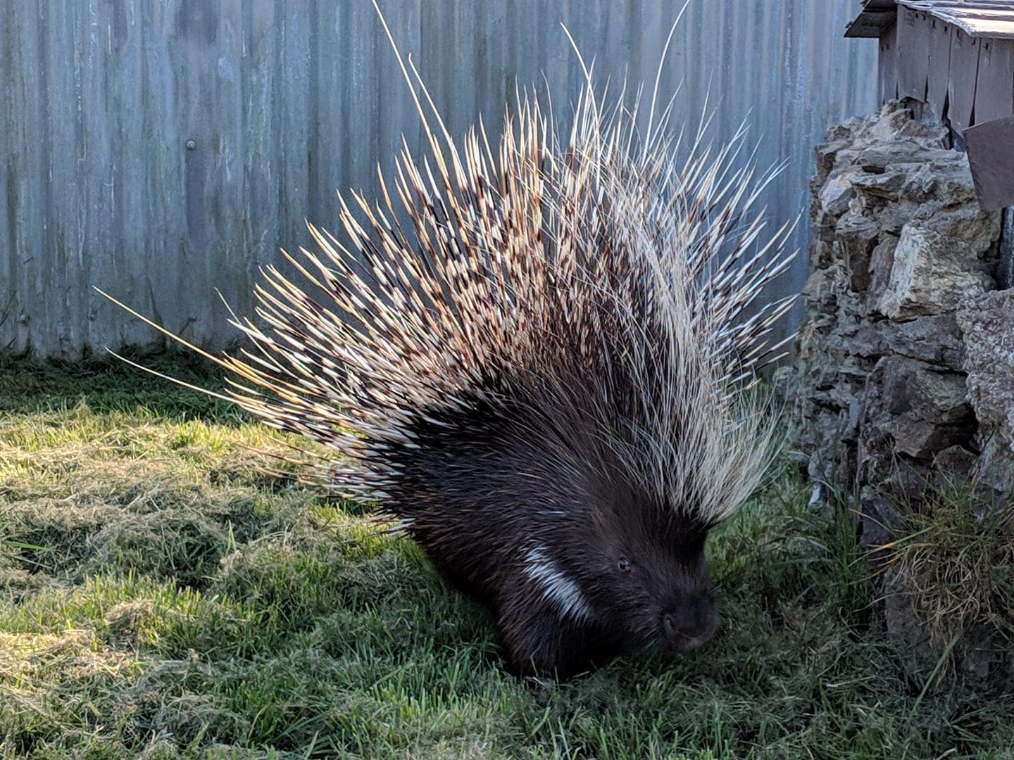 Porfell Wildlife Park and Sanctuary