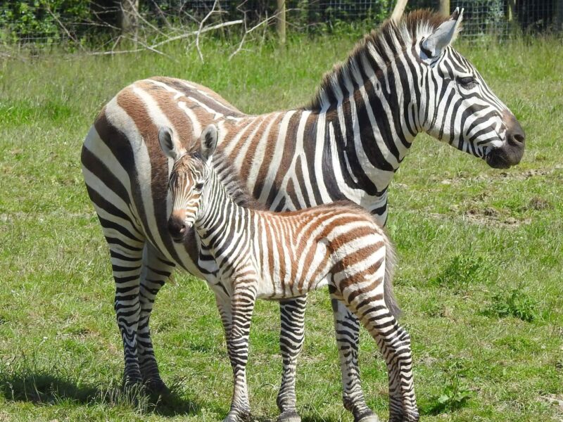 Lake District Wildlife Park