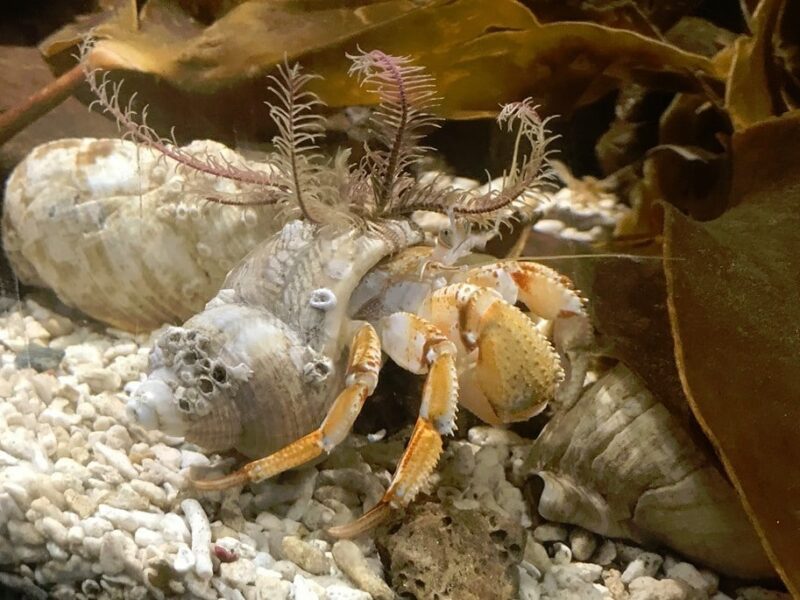 Lake District Coast Aquarium