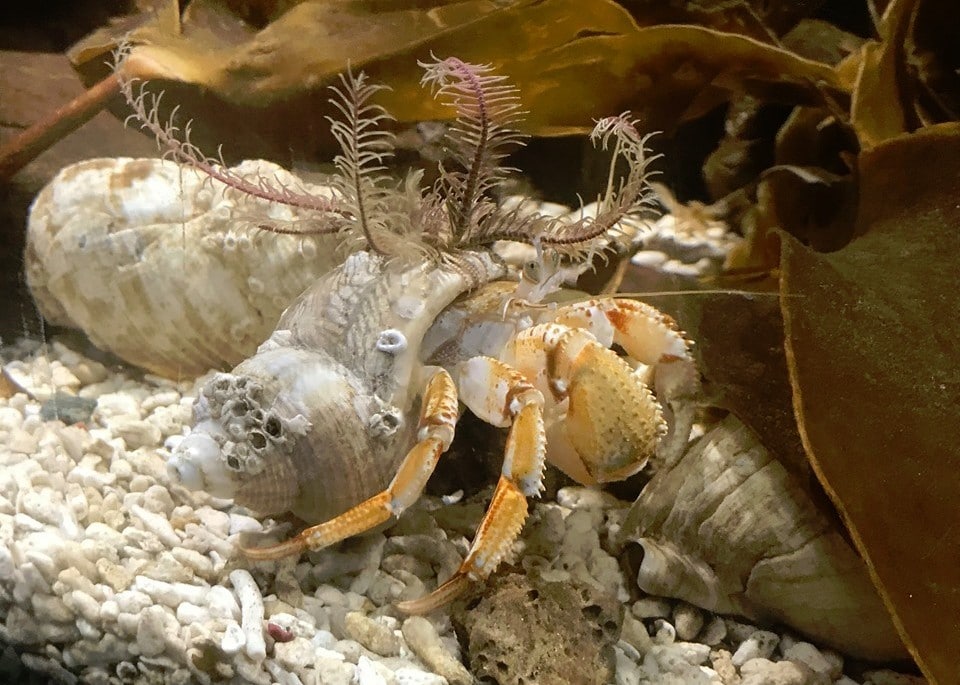 Lake District Coast aquarium,