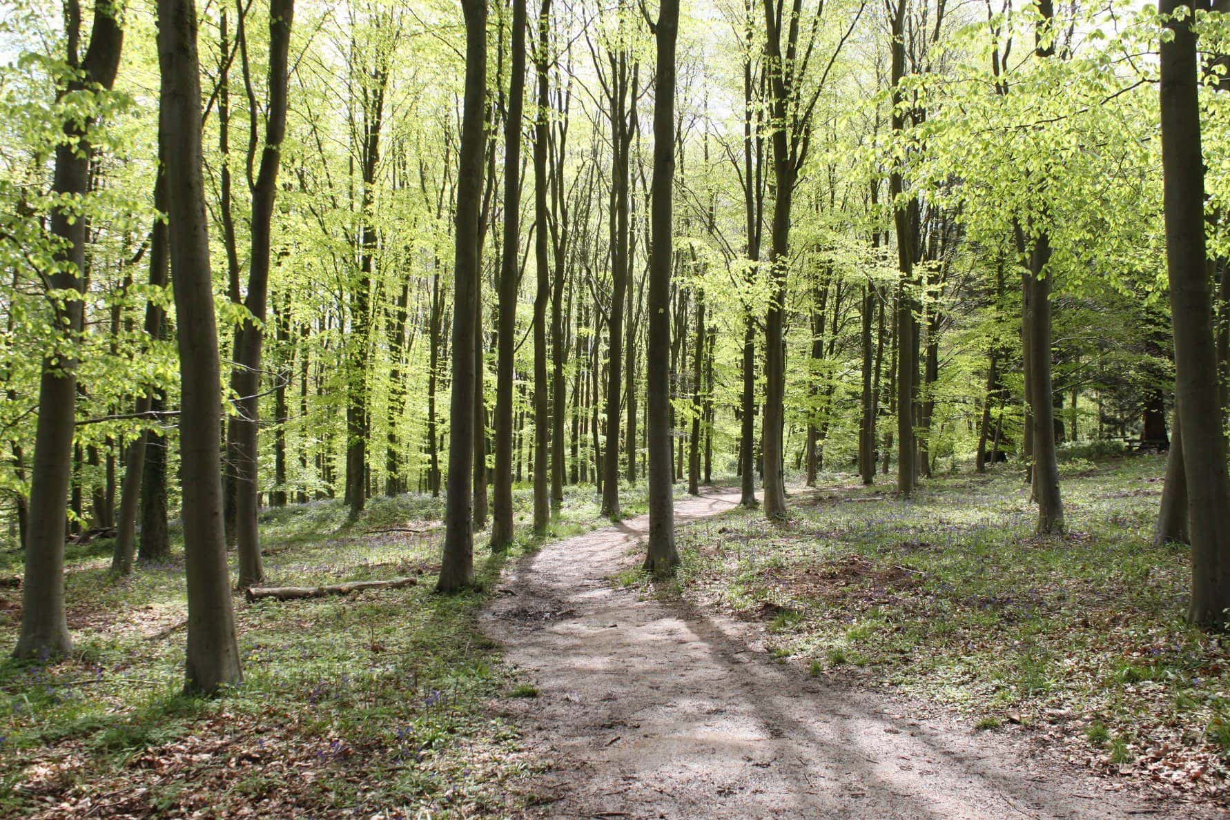 Queenswood Country Park and Arboretum