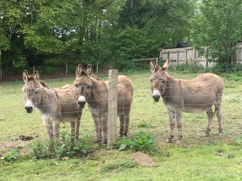 Tamar Valley Donkey Park