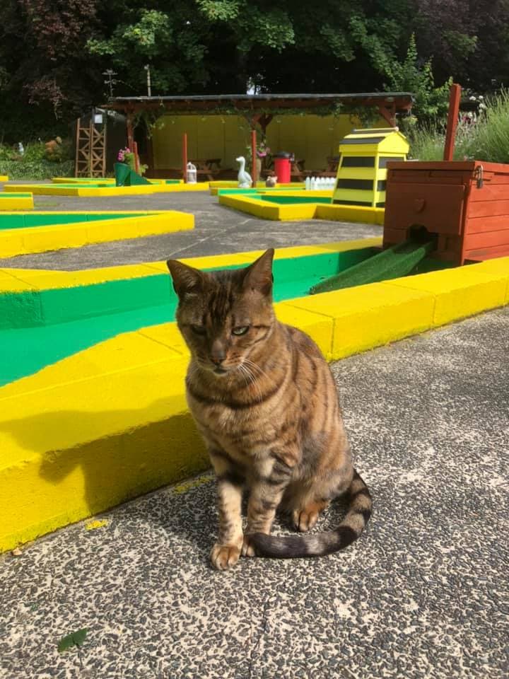 Rylstone Gardens Where to go With Kids Isle of Wight