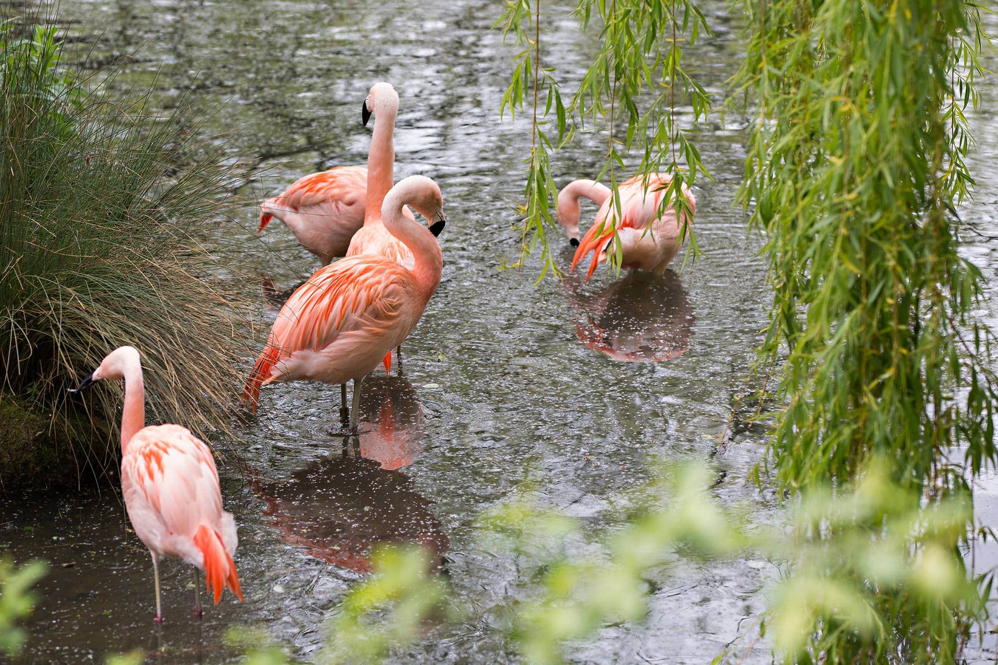 Amazona Zoo