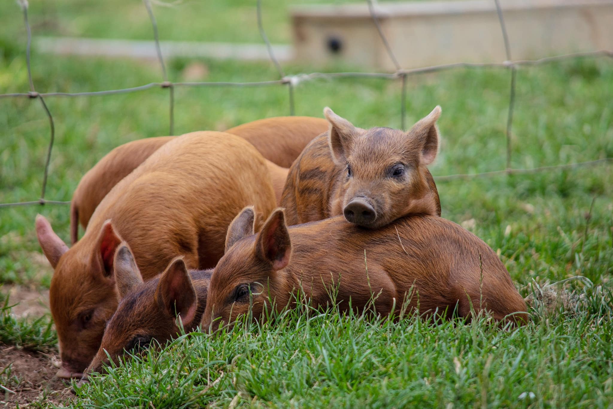 is cotswold farm park dog friendly