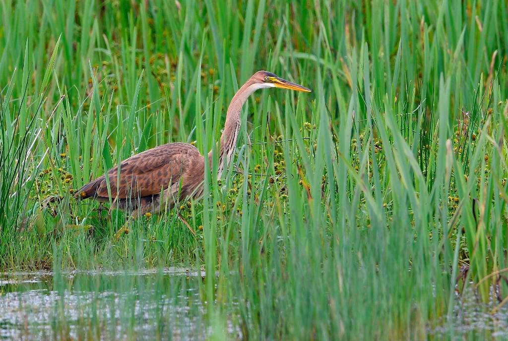 RSPB Leighton Moss