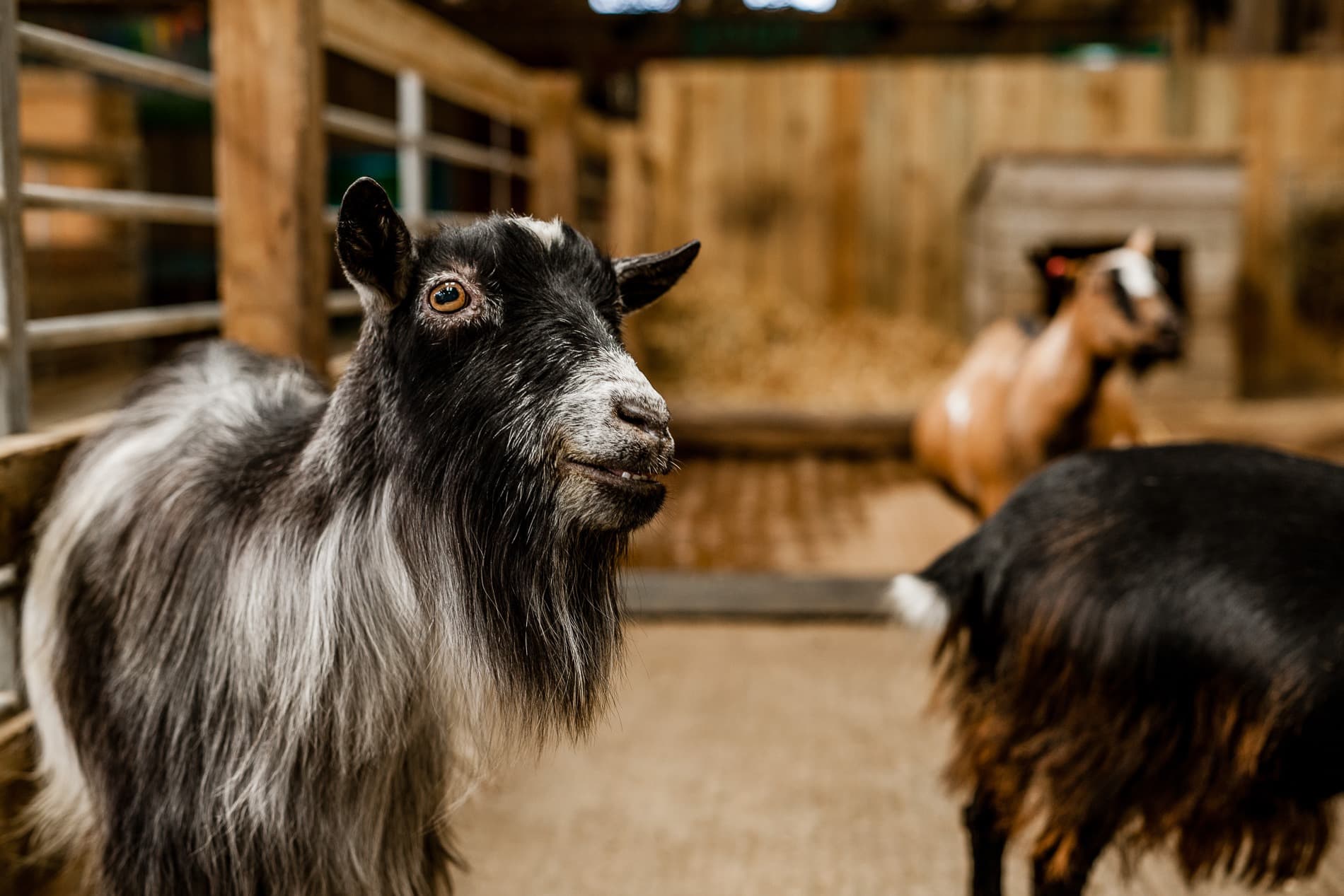 Tapnell Farm Park