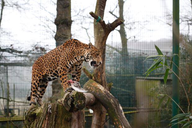 Amazona Zoo