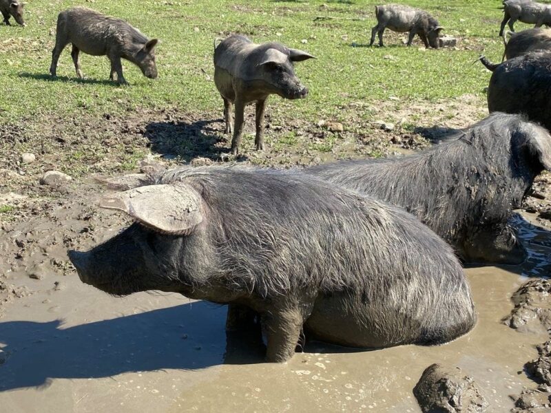Bowland Wild Boar Park