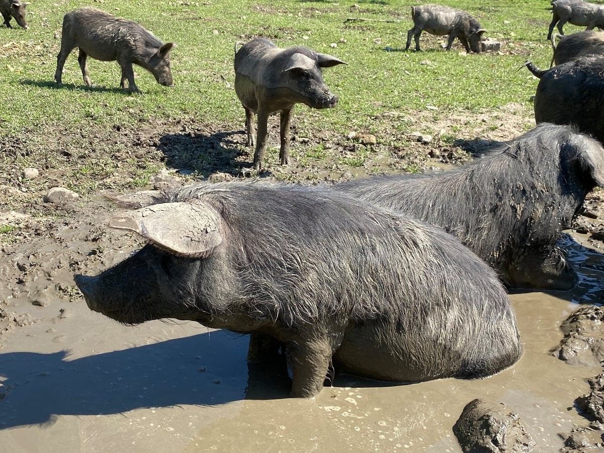 Bowland Wild Boar Park