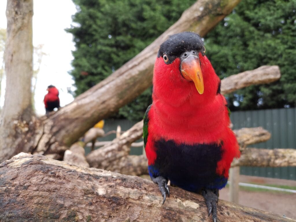 Tropical Birdland Where to go With Kids Leicestershire