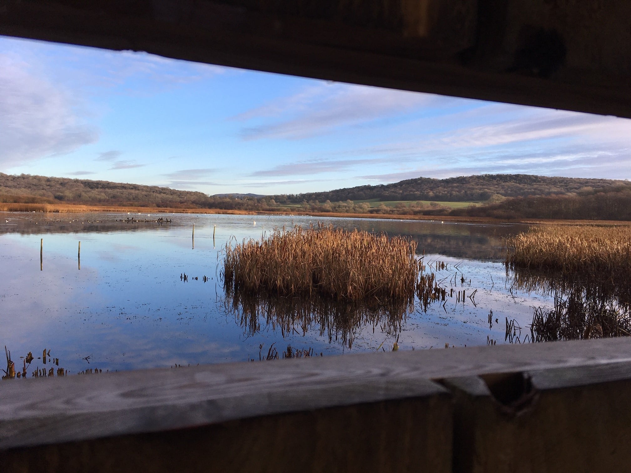 RSPB Leighton Moss