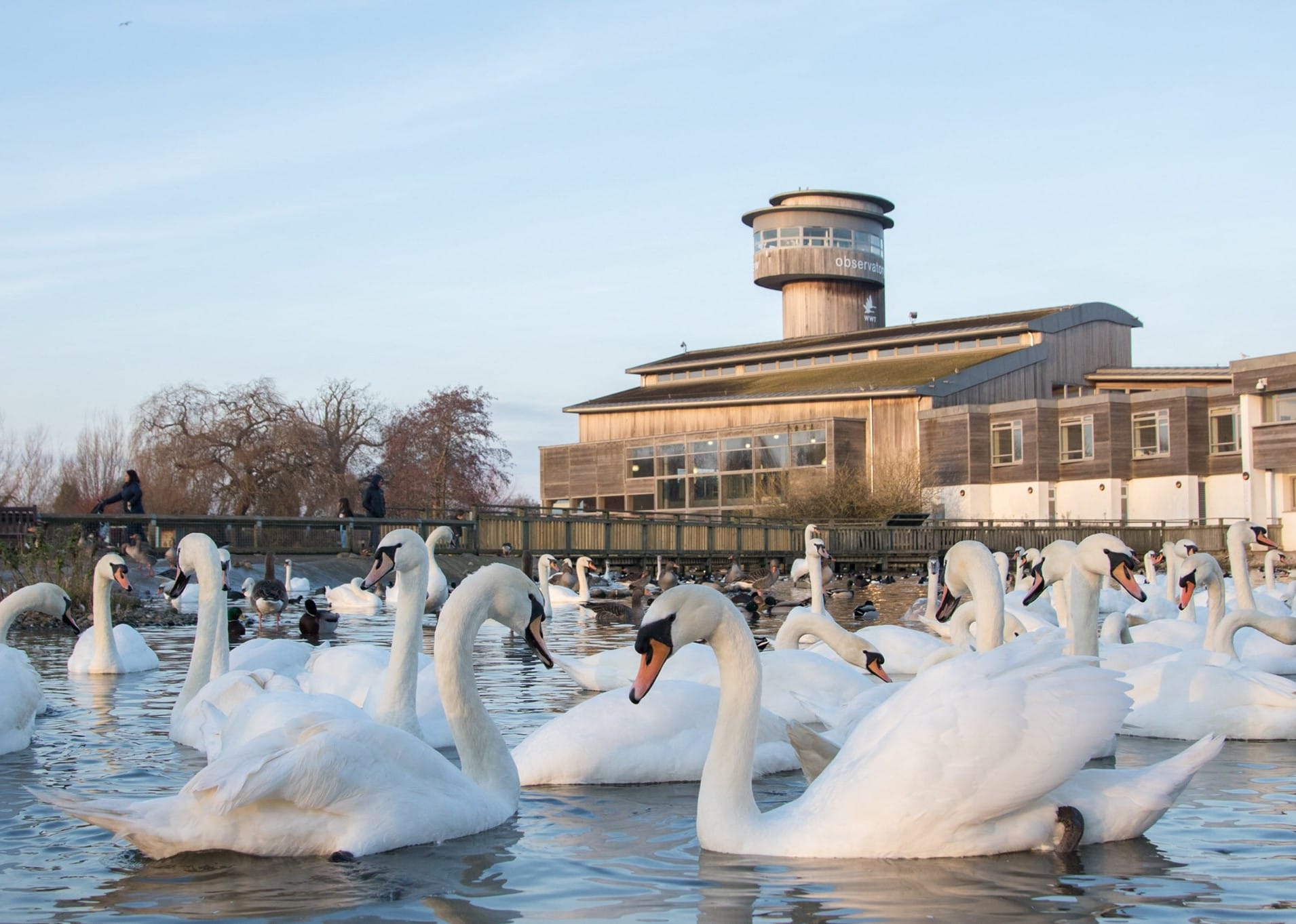 WWT Slimbridge