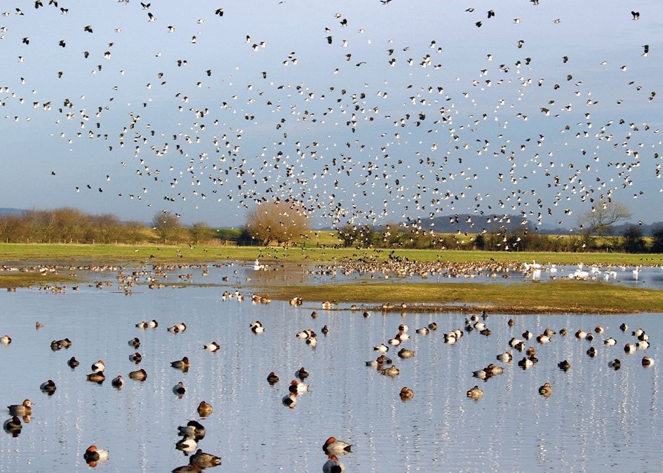 WWT Slimbridge