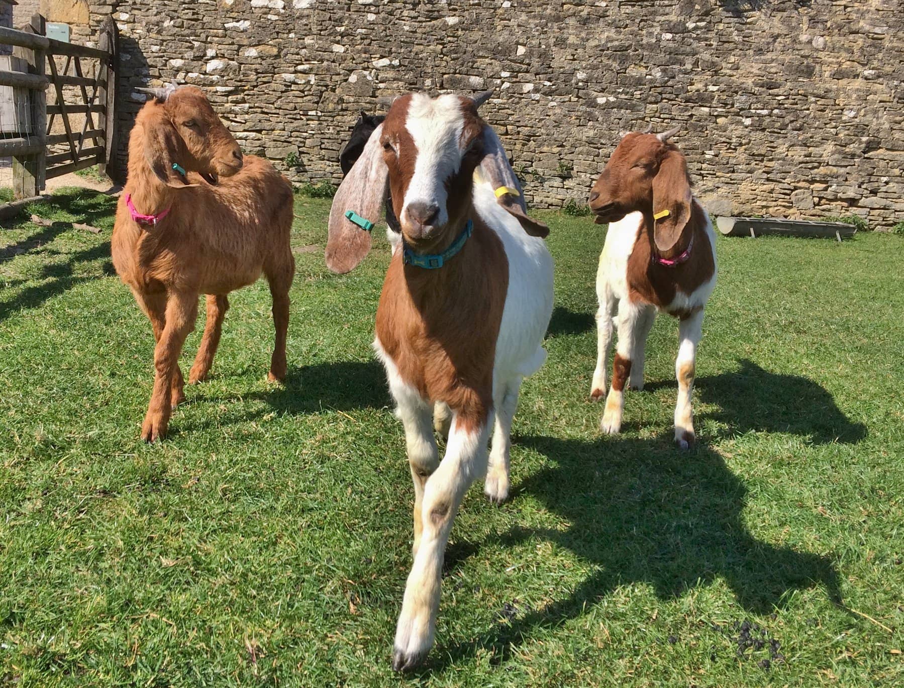 Cogges Manor Farm